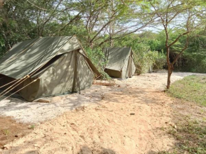 The Shamba